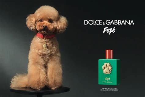 dolce and gabbana dog perfume reviews